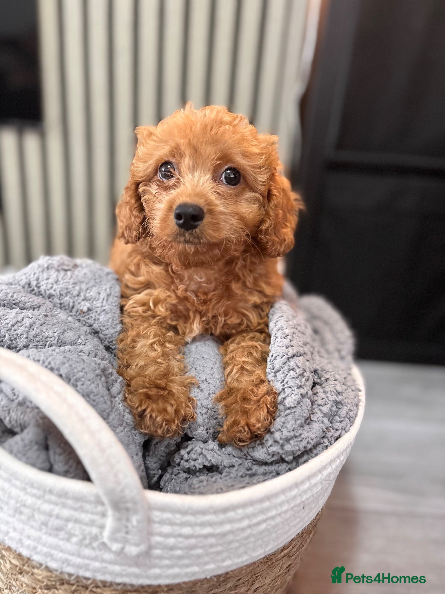 Cavapoo dogs Ruby cavapoo puppies - Advert 2