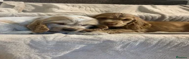 Cocker Spaniel 3