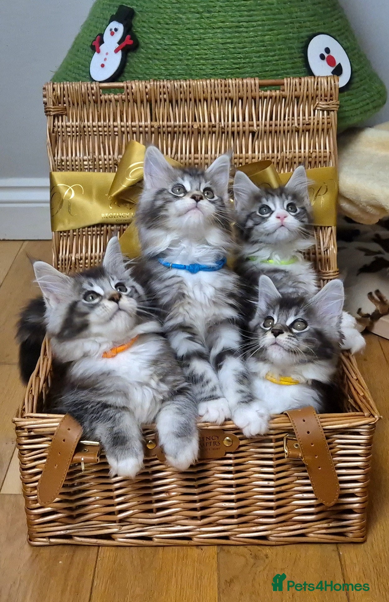 Maine Coon cats 🎀 Outstanding GCCF Pedigree Maine Coon Kittens 🎄 - Advert 8