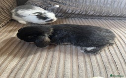 Mini Lop rabbits for sale: Mini Lop Babies  - Image 4