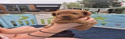 Yorkiepoo dogs for sale: Yorkiepoo Puppies - Advert 6