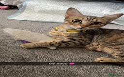 Bengal cats for sale: Two Beautiful Bengals Mum and Daughter - Image 4