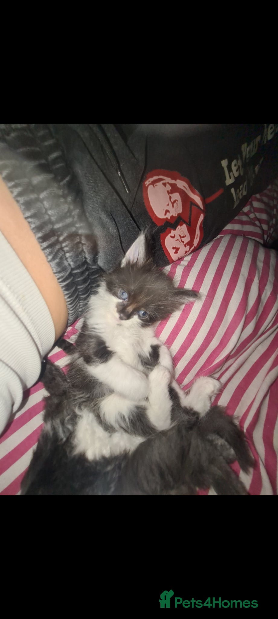 Mixed Breed cats for sale: Fabulous trio  - Advert 6
