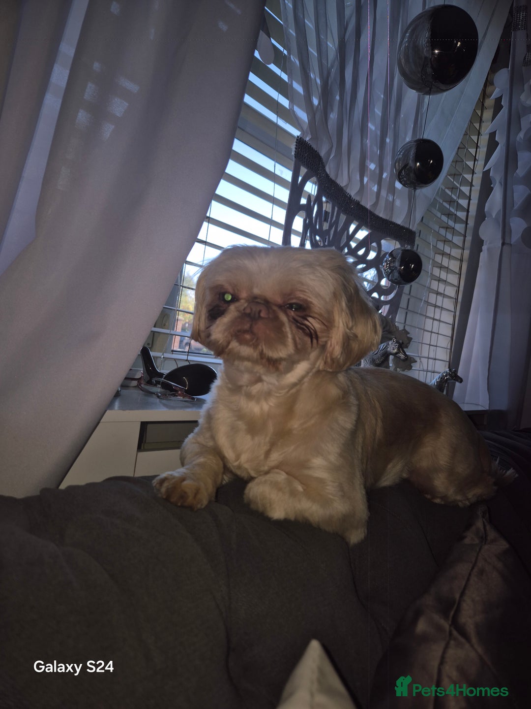 Shih Tzu dogs for sale: Imperial Shih Tzu  - Advert 2
