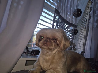 Shih Tzu dogs Imperial Shih Tzu - Advert 9