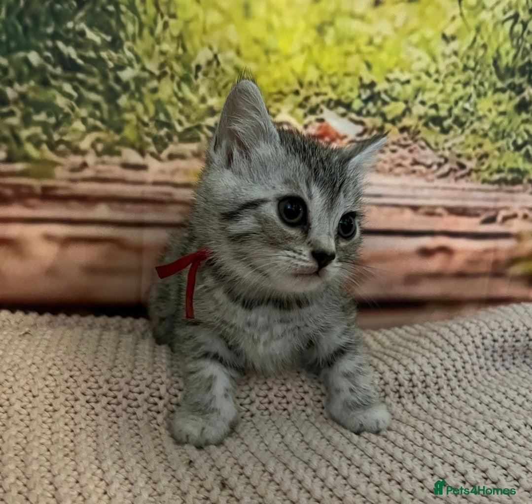 Bengal cats Bengal x British shorthair - Advert 10