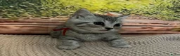Bengal cats for sale: Bengal x British shorthair - Advert 10