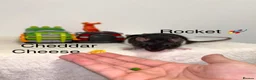 Rat rodents for sale: Beautiful baby rats  - Advert 22