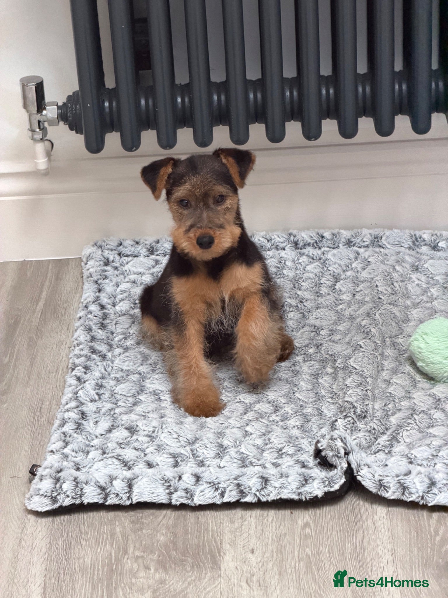 Mixed Breed dogs for sale: Wawauzer puppies  - Advert 1