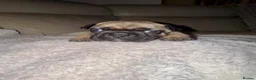 French Bulldog dogs for sale: French bulldog  in Maesteg - Advert 6