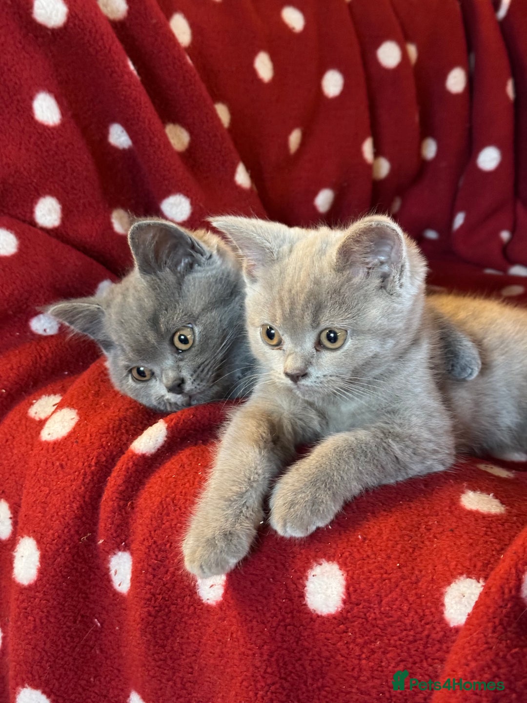 British Shorthair cats for sale: Pedigree British Shorthair Kittens - Image 1