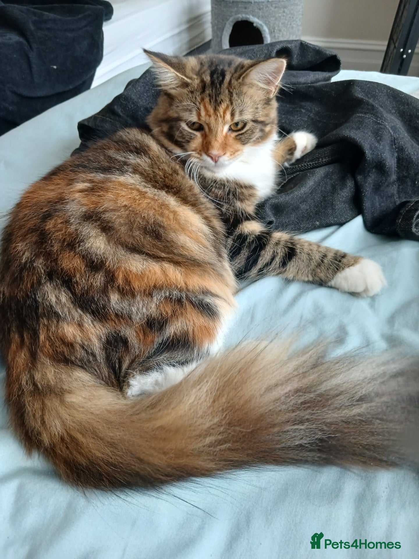 Mixed Breed cats 5 month old Half mainecoon female - Advert 7