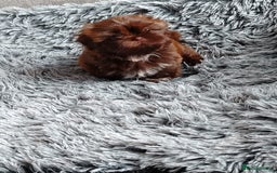 Shih Tzu dogs for sale: Imperial shi tzu babies  - Image 13