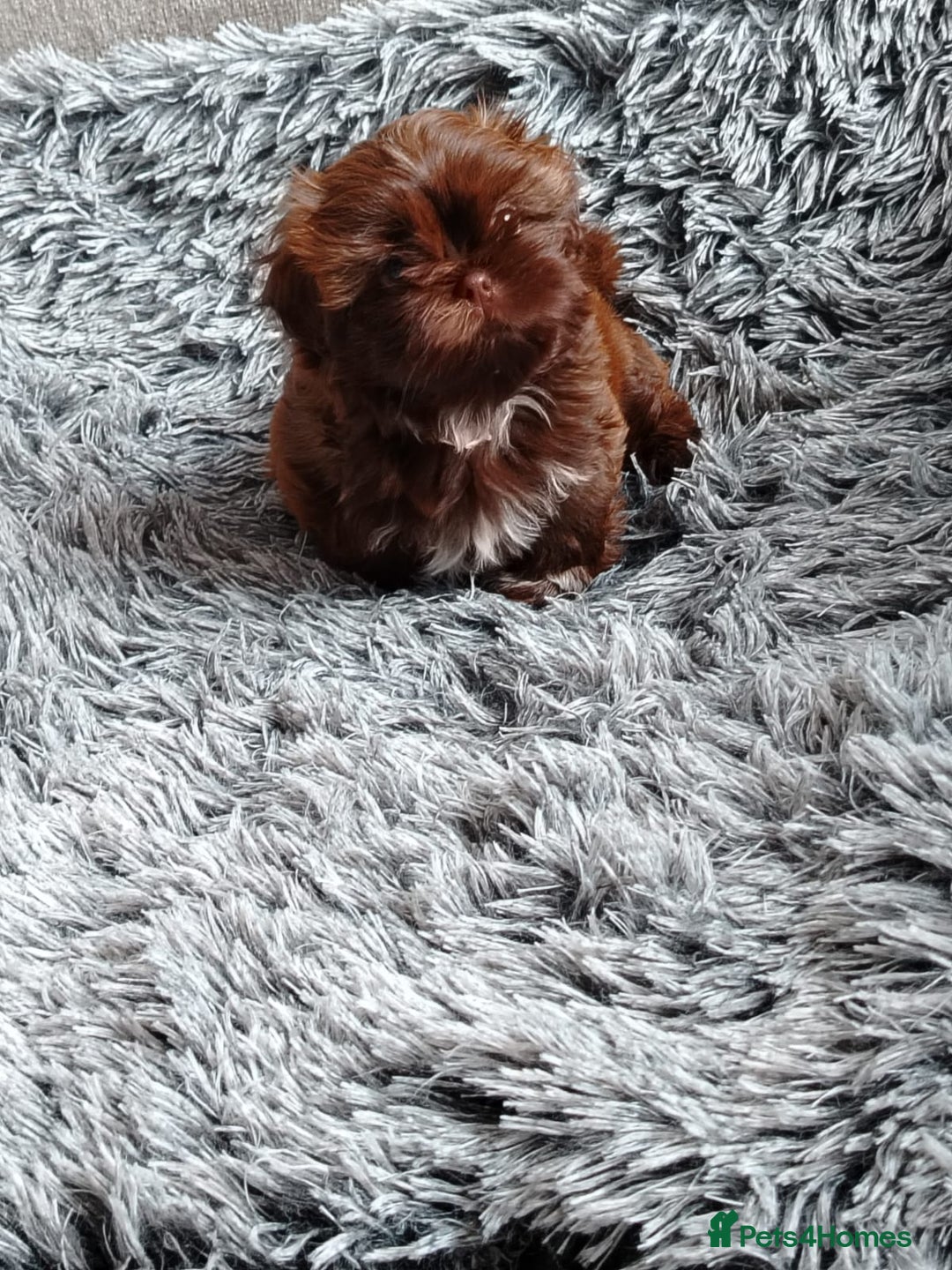 Shih Tzu dogs for sale: Imperial shi tzu babies  - Image 13