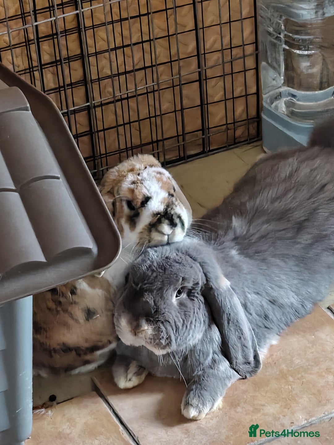 French Lop rabbits for sale: Bonded Pair, Blue French Lop and Holland Mini Lop - Advert 1