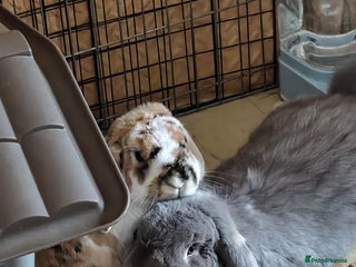 French Lop rabbits for sale: Bonded Pair, Blue French Lop and Holland Mini Lop - Advert 1