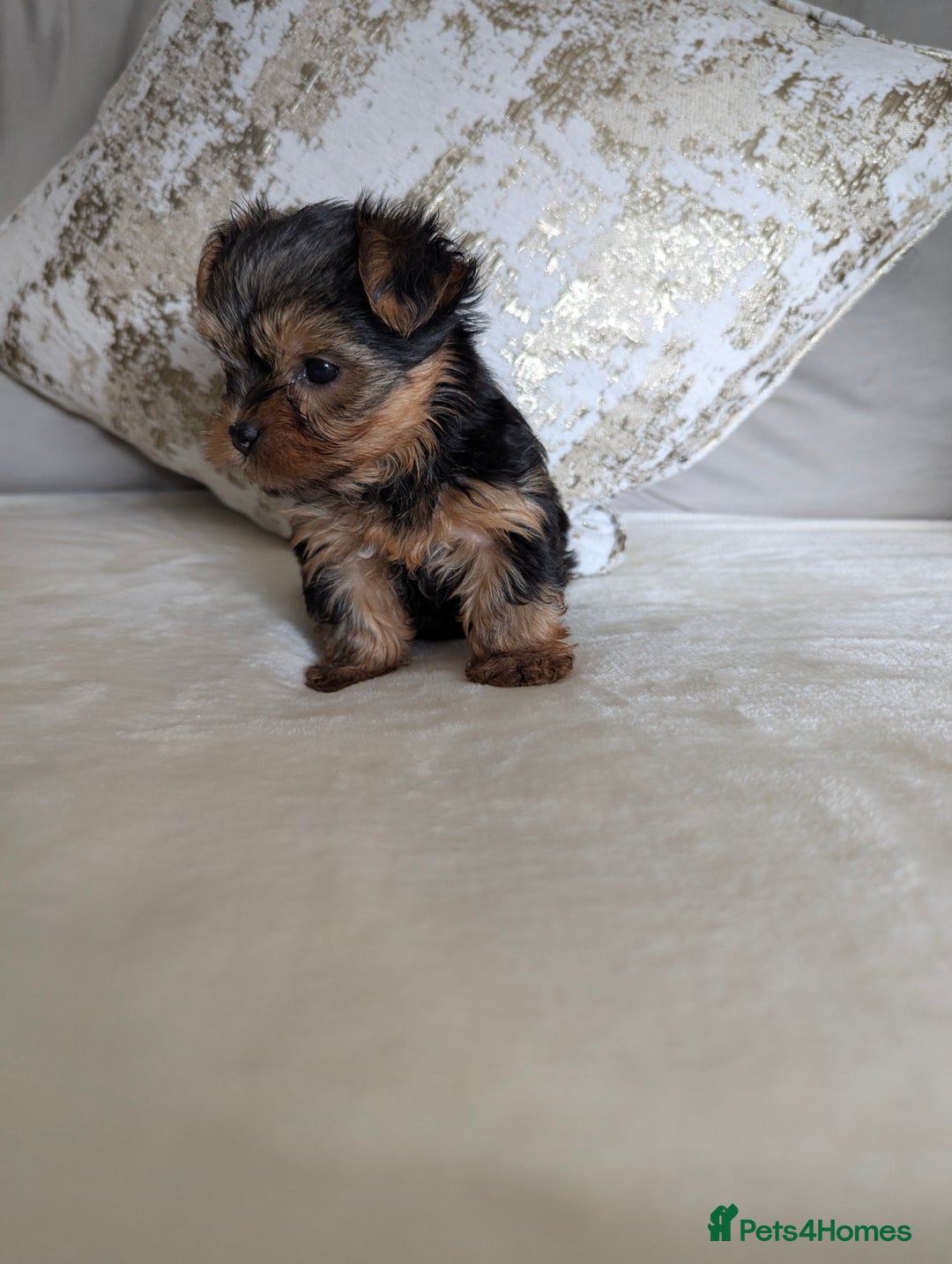 Yorkshire Terrier dogs for sale: Wonderful Yorkshire terrier puppies  - Image 15