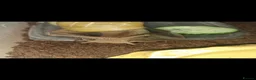 Snails invertebrates for sale: Giant african snail babys  - Advert 1