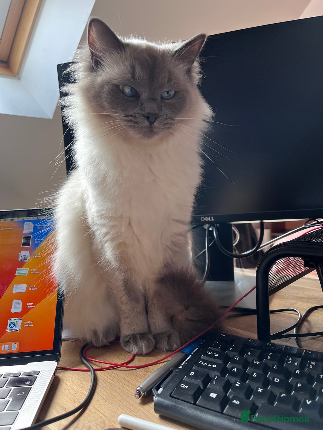 Ragdoll cats for sale: Two adorable ragdolls ready for new home  - Image 18