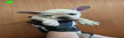 French Bulldog dogs for sale: Pedigree french bulldogs - Advert 13