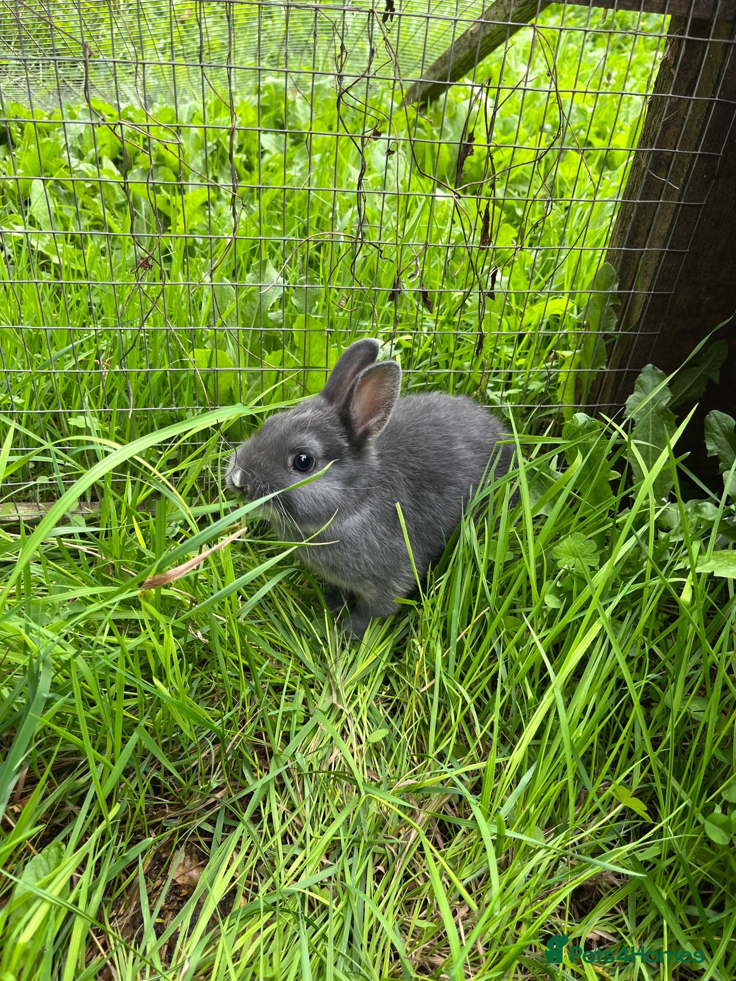 Netherland Dwarf rabbits Beautiful Netherland Dwarf babies. Ready to go now - Advert 1
