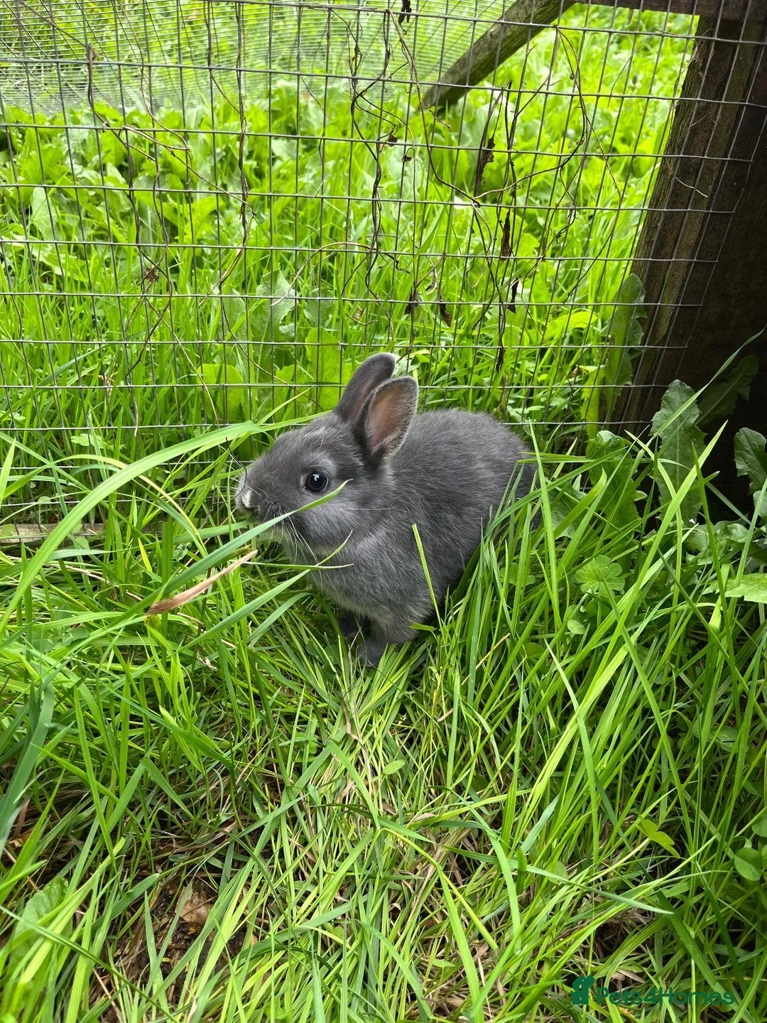 Netherland Dwarf rabbits for sale: Beautiful Netherland Dwarf babies. Ready to go now - Advert 1