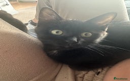 Maine Coon cats for sale: Kitten Maine Coons need rehoming asap in Port Talbot - Image 6