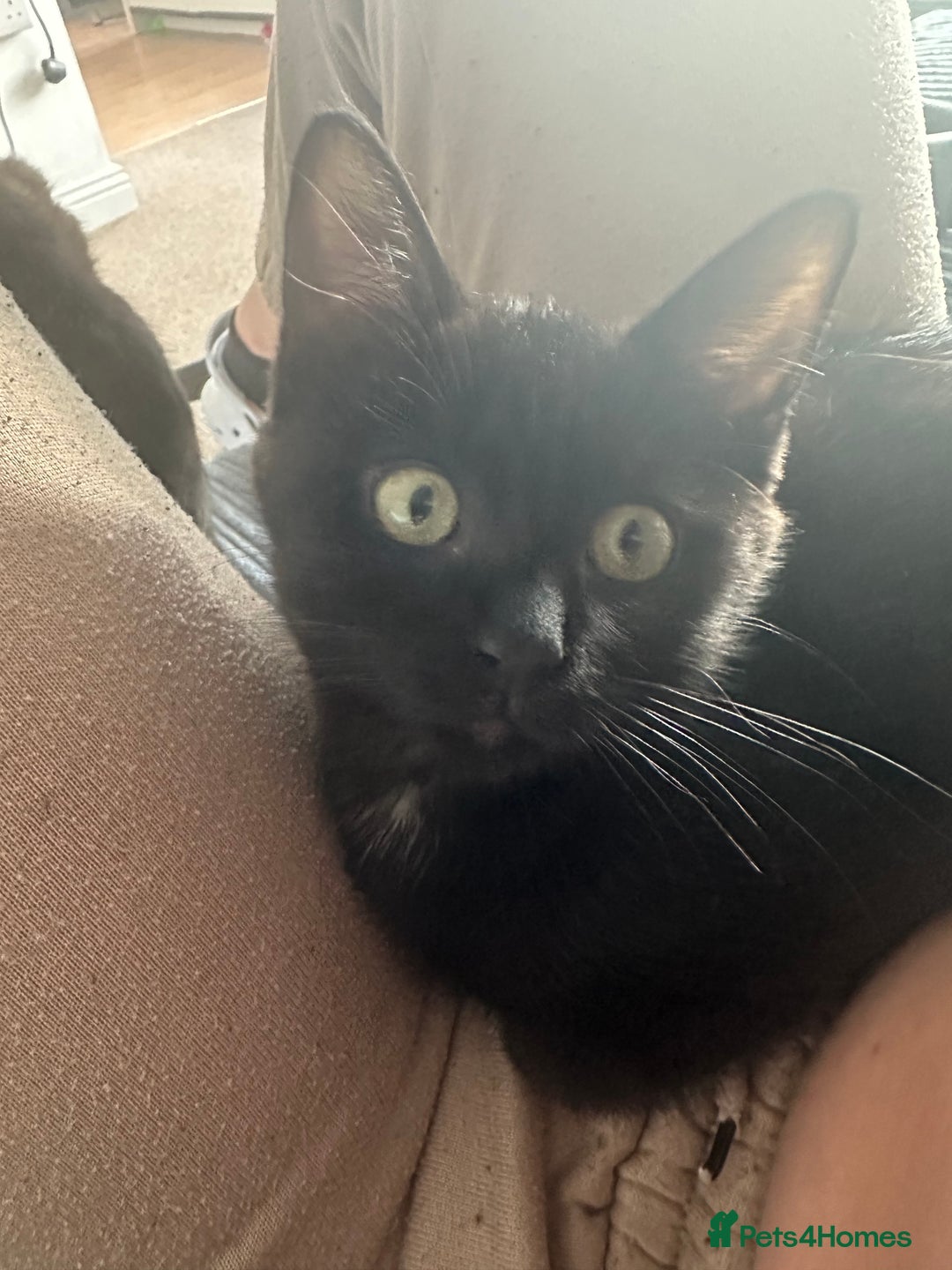 Maine Coon cats for sale: Kitten Maine Coons need rehoming asap in Port Talbot - Image 6