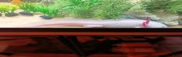 Other/Mixed Breed fish for sale: Axolotl  - Advert 2