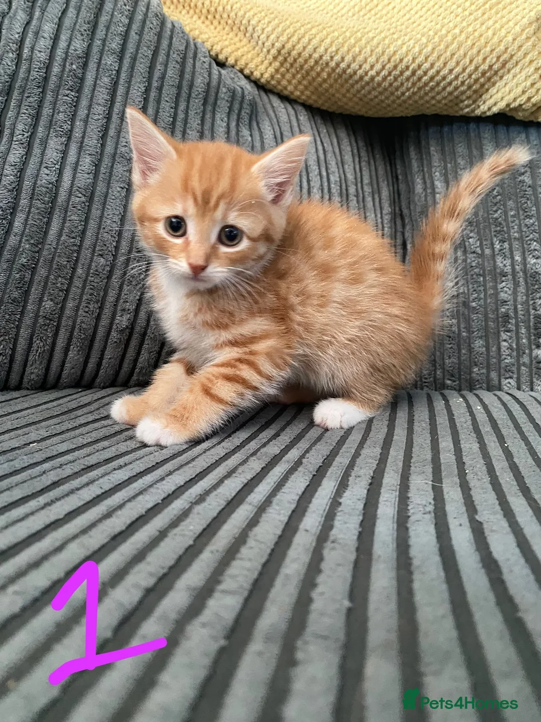 Mixed Breed cats for sale: 5 beautiful kittens  - Advert 2