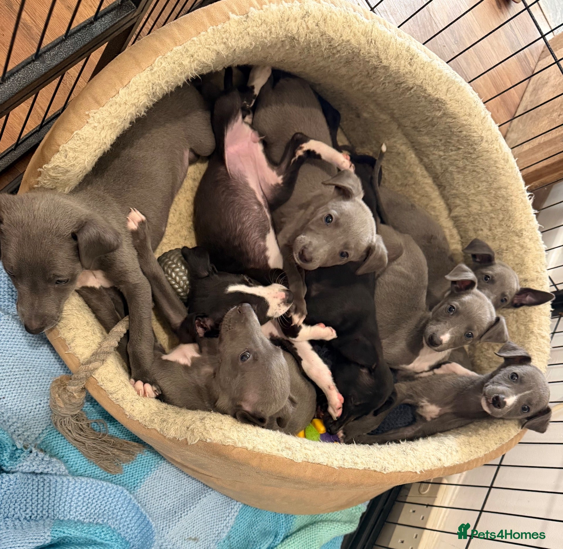 Whippet dogs Whippet puppies READY TO GO NOW  - Advert 2