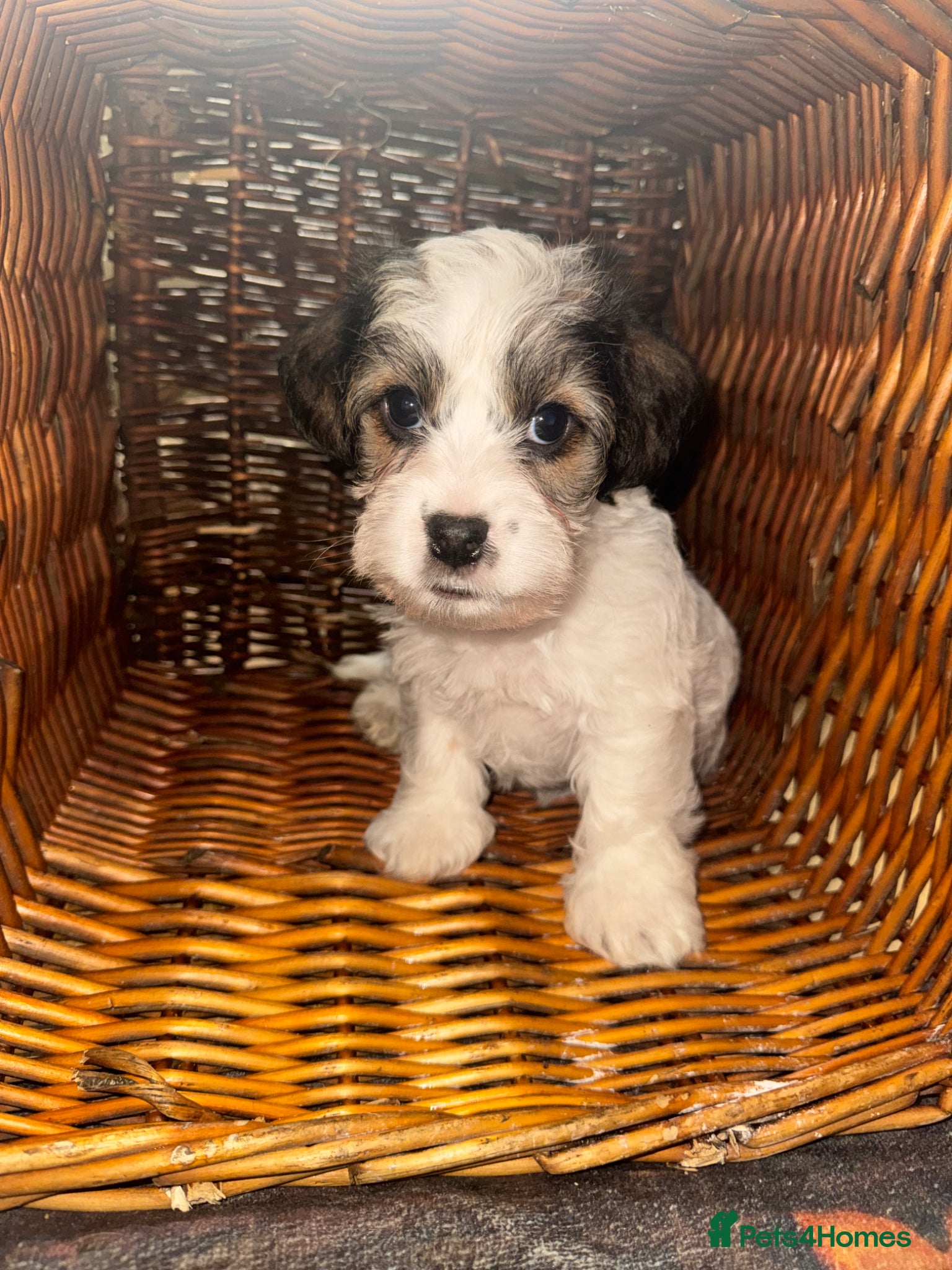 Mixed Breed dogs Sealyham terrier cross breed  - Advert 1