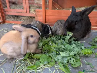 Mini Lop rabbits *Last one available* Mini Lops - Advert 5