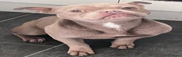 American Bully dogs for sale: American Bully Pocket - Advert 4