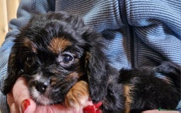 Cavalier King Charles Spaniel dogs for sale: KC Cavalier King Charles ÐNA tested parents  - Image 22