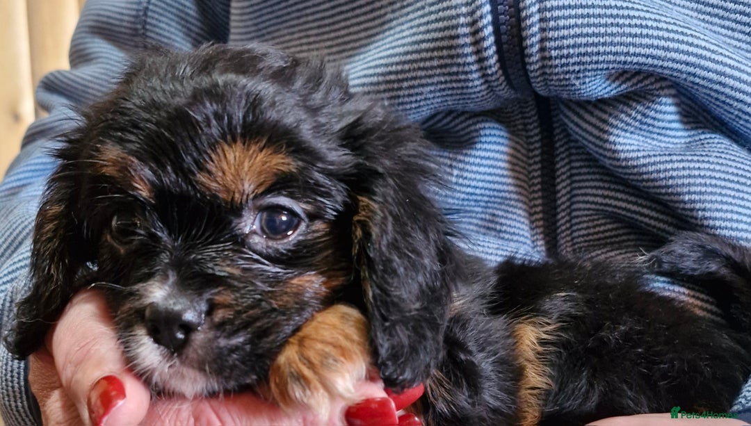 Cavalier King Charles Spaniel dogs for sale: KC Cavalier King Charles ÐNA tested parents  - Image 22