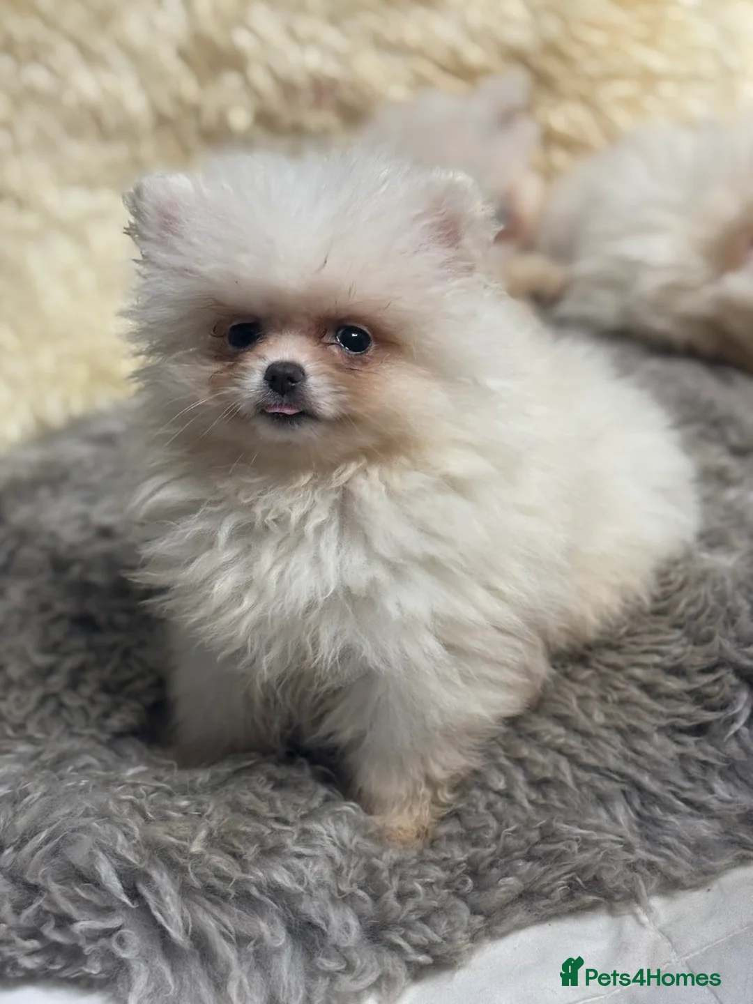 Pomeranian dogs for sale: ready to leave poms! - Advert 1