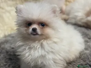 Pomeranian dogs ready to leave poms! - Advert 1