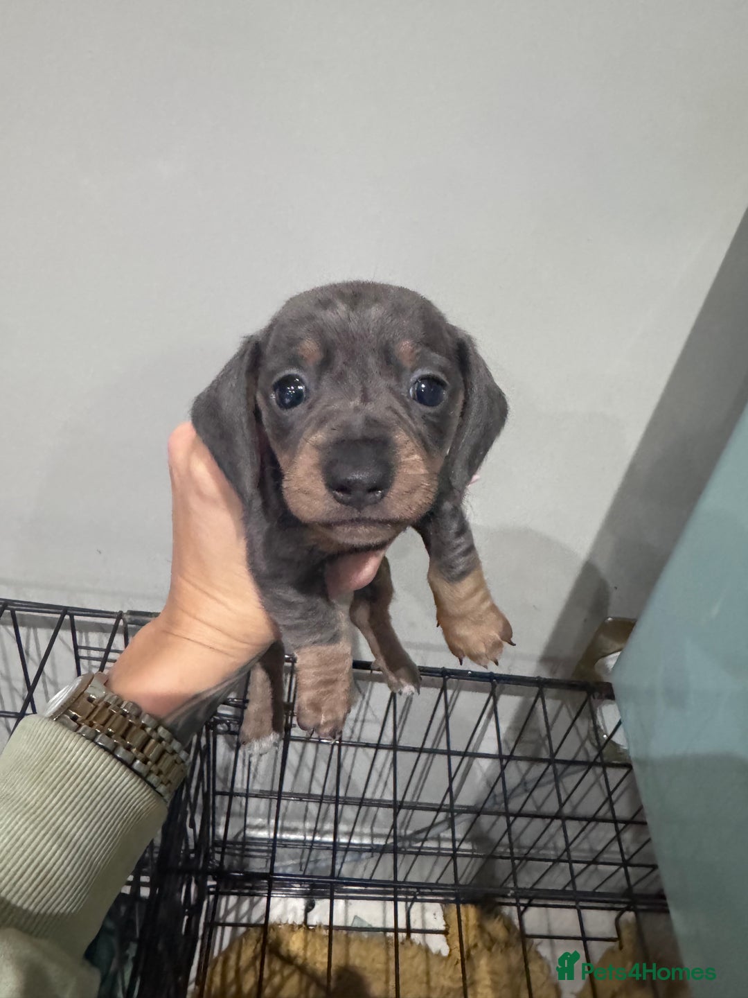 Miniature Dachshund dogs for sale: Stunning miniature sausage pups  - Advert 11
