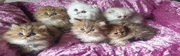Persian cats for stud: ❤️PKD Clear Pedigree Chinchilla Persian Stud❤️ in Preston - Advert 20
