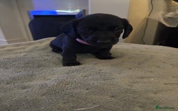 Mixed Breed dogs for sale: Doxiepoo puppies  - Image 2
