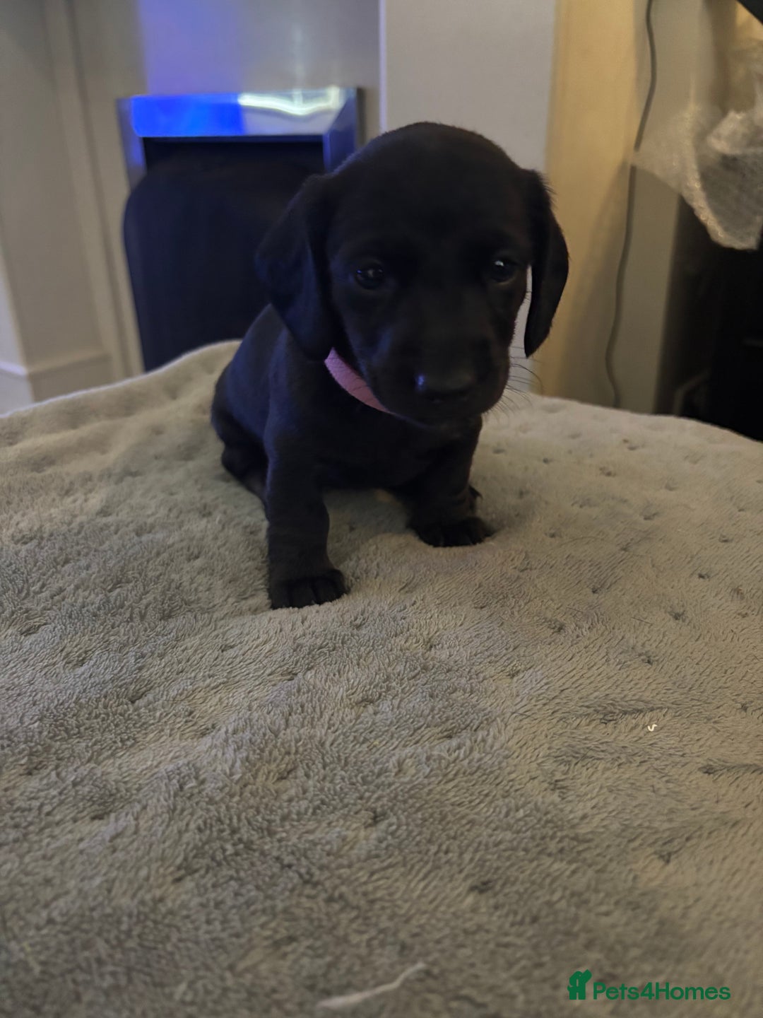 Mixed Breed dogs for sale: Doxiepoo puppies  - Image 2