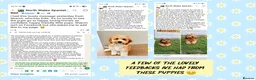 Cockapoo dogs for sale: Health Tested F1b Cockapoo Puppies - Advert 8