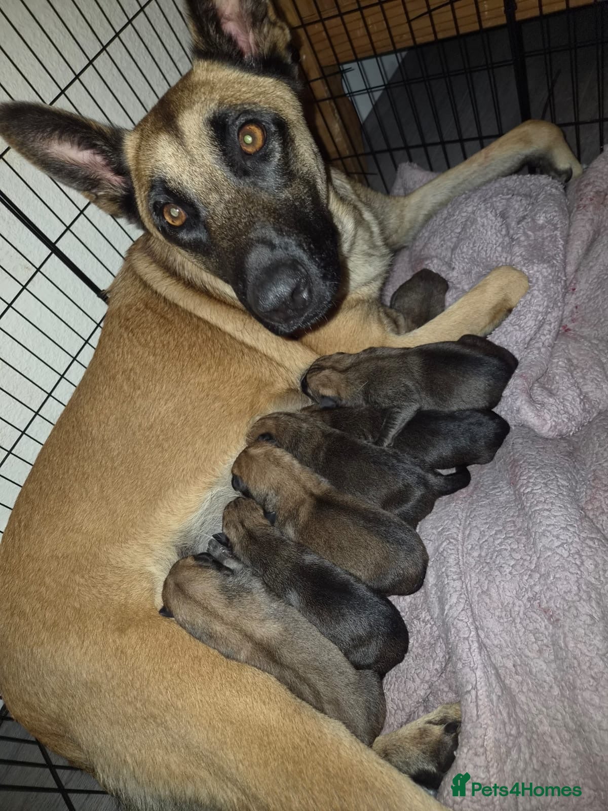 Mixed Breed dogs 7 gorgeous little puppies - Advert 2