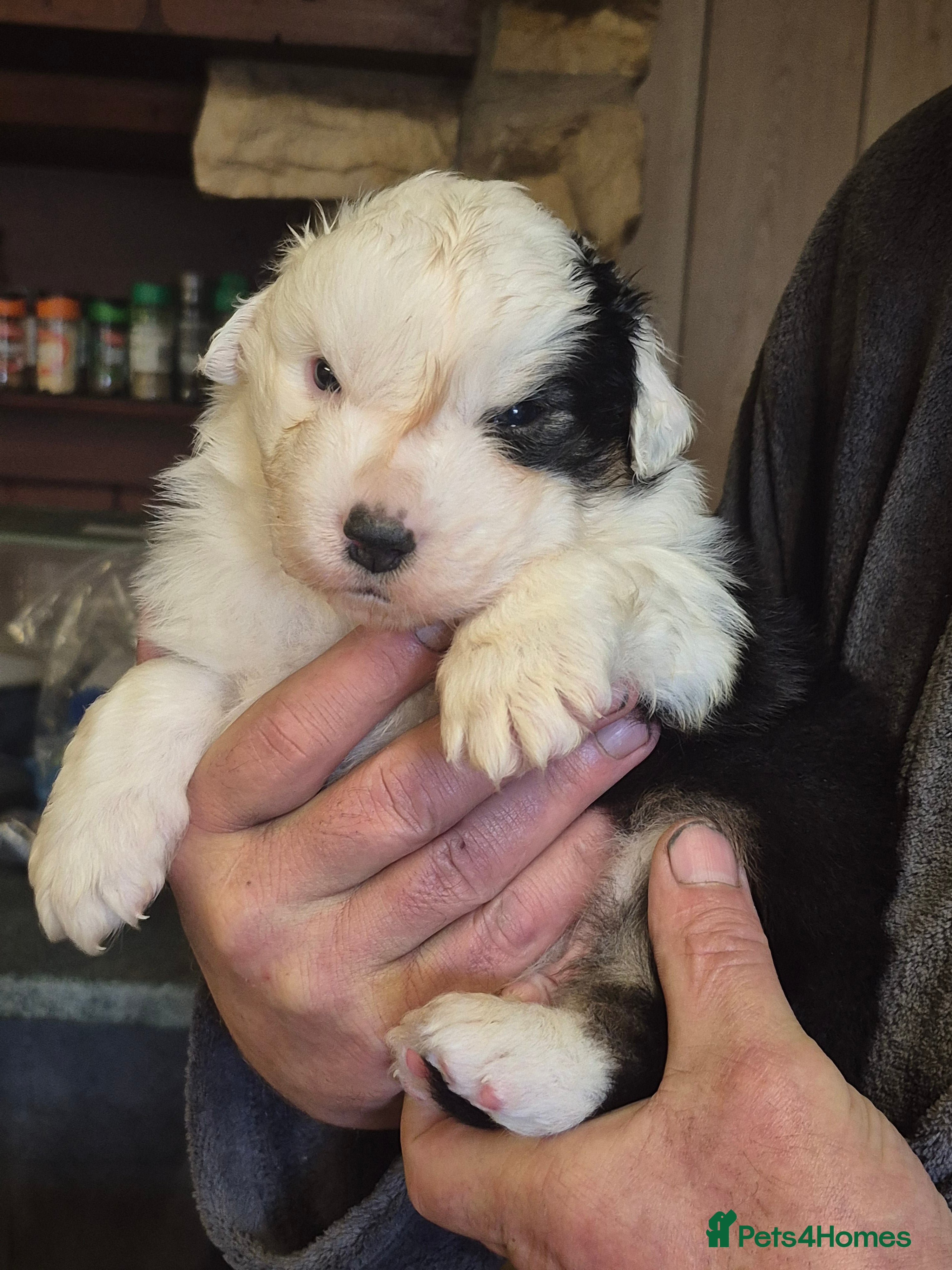 Australian Shepherd dogs Australian Shepherd Puppies - Advert 2