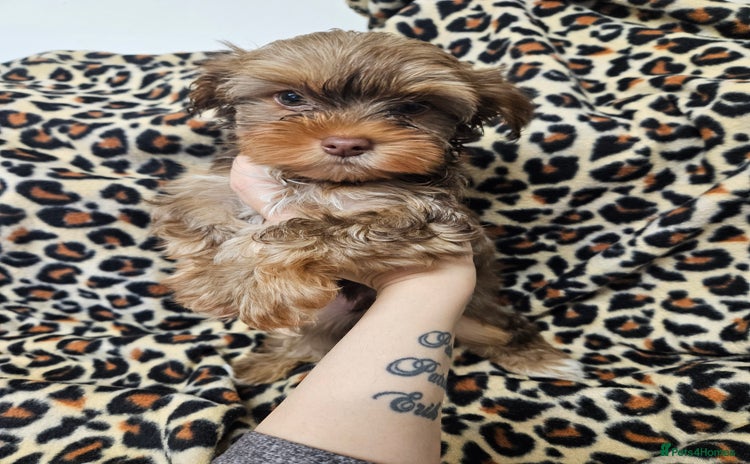 Yorkshire Terrier dogs 🧡 DNA tested parents 🤎 Chocolate Red boy  - Advert 2