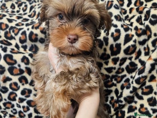 Yorkshire Terrier dogs 🧡 DNA tested parents 🤎 Chocolate Red boy - Advert 1