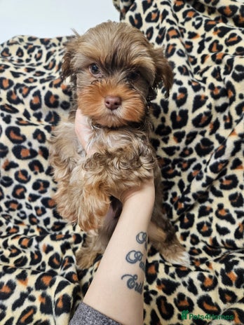 Yorkshire Terrier dogs 🧡 DNA tested parents 🤎 Chocolate Red boy - Advert 1