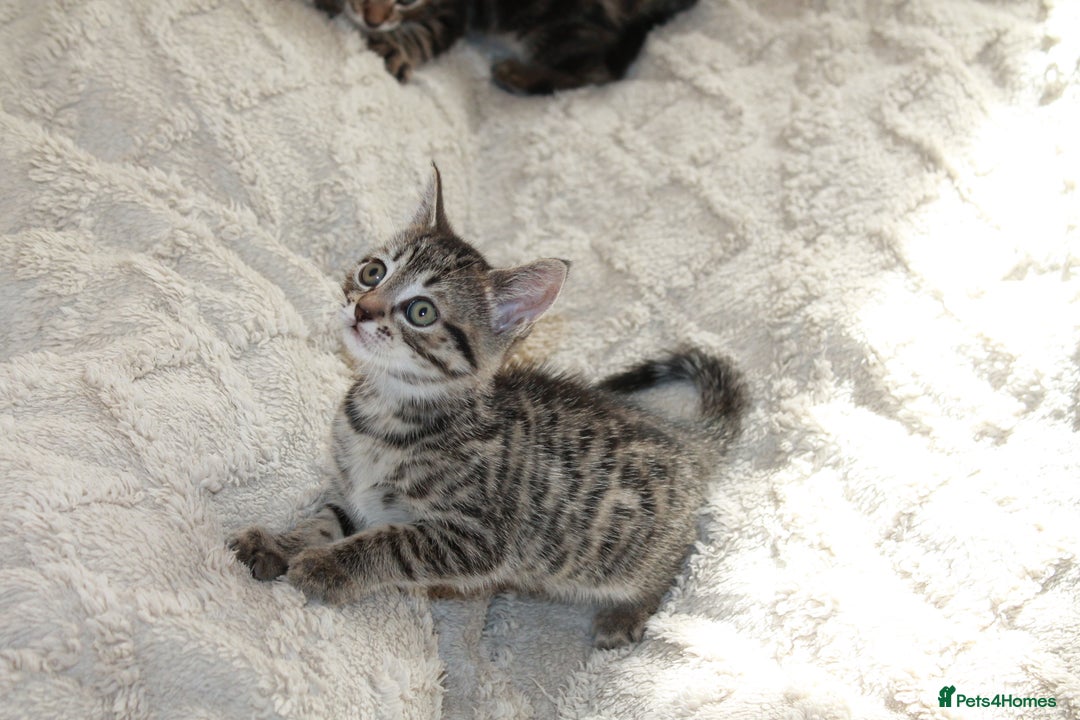 Bengal cats for sale: Adorable, affectionate, so cute kittens for sale!! - Image 31