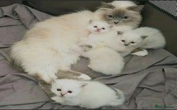 Ragdoll cats for sale: Ragdoll kittens for sale  - Image 3